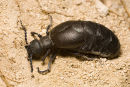 Oil Beetle